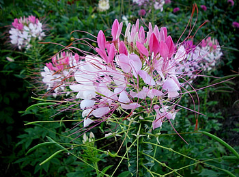 Flowers, Flower, Bloom, Flowering, Unusual, Bicolor, Dichromatic HD wallpaper