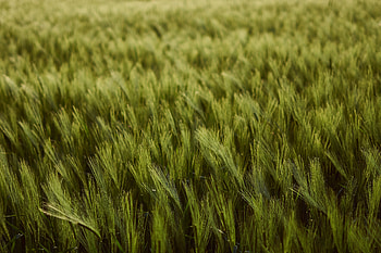 Grassland, grass, wheat farm, nature, green HD wallpaper