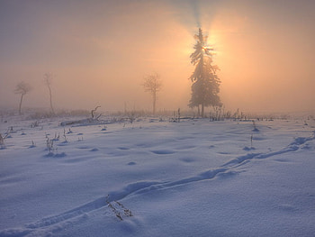 winter morning, mist, winter, fog, morning HD wallpaper