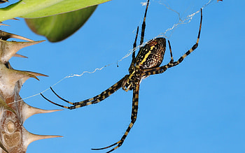Web, Macro, Thorns, Prickles, Spider HD wallpaper