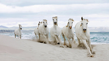White Horses Running on the Beach, horses, white, sand, nature, beach HD wallpaper