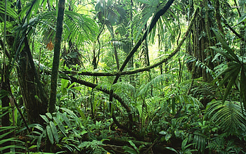 Jungle rainforest HD wallpaper
