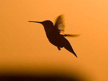 Hummingbird, animal, bird HD wallpaper
