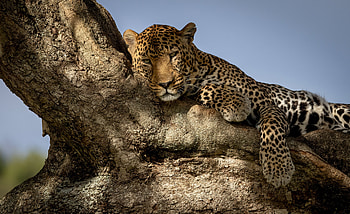 Leopard in Tree, animal, cat, leopard, tree HD wallpaper
