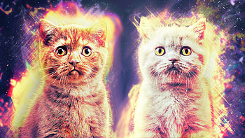 Siblings, Galaxy Cat HD wallpaper