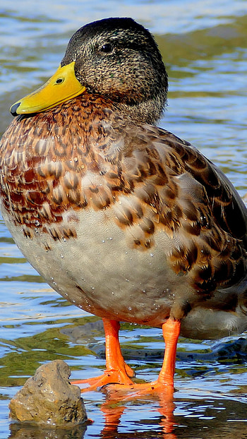 Duck, Cute Adorable Bird HD phone wallpaper