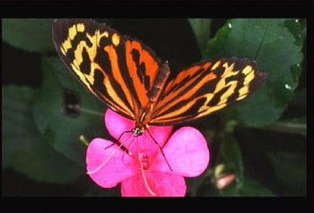 Butterfly on pink flower, pink flower, garden, striped butterfly HD wallpaper