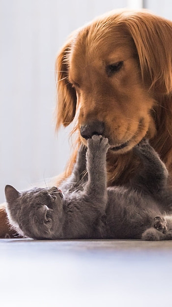 Cat And Dog, Playing, Cat, Dog HD phone wallpaper