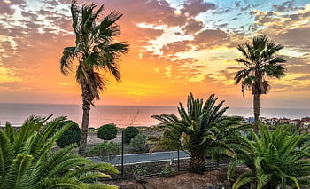 Beautiful sunset with palm trees and ocean view in La Orotava, Spain. HD wallpaper