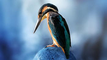Kingfisher Bird Sitting, kingfisher, birds, animals HD wallpaper