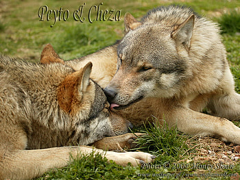 WOLF GROOMING ANOTHER WOLF, animals, dogs, puppies, grooming, grey wolf, wolf HD wallpaper
