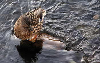 Animals, Water, Waves, Feather, Bird, Duck, Drake HD wallpaper