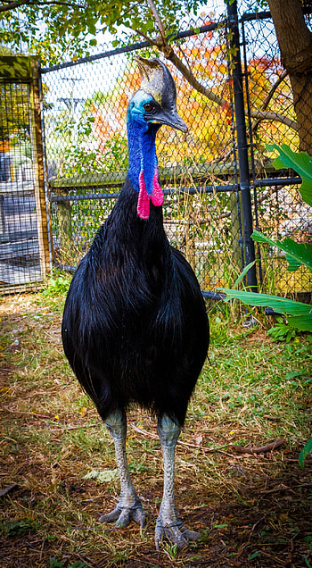 Cassowary , HQ , , Exotic bird beauty HD phone wallpaper