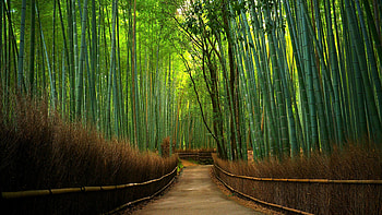 Arashiyama forest, Bamboo HD wallpaper