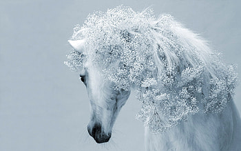 Animals, Horses HD wallpaper