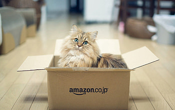 Animals, Cat, Fluffy, Box HD wallpaper