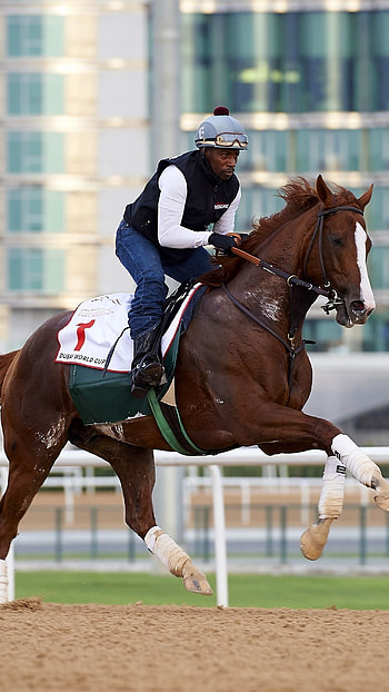 California Chrome, Equestrian Sports HD phone wallpaper