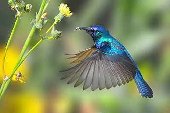 Sunbird, blue, rose, cute, beautiful HD wallpaper