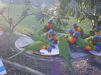 Lorikeets, colorful, birds, many, plate HD wallpaper