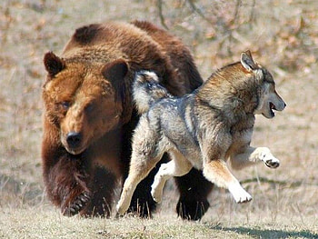 Please Forgive Me, cool, bear w wolf HD wallpaper
