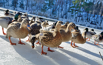 Ducks, animal, birds, snow HD wallpaper