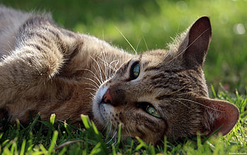 Animals, Grass, Cat, Lies, Muzzle, Relaxation, Rest HD wallpaper
