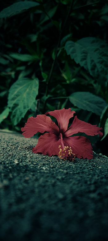 Hibiscus, natural_landscape, petal, flower HD phone wallpaper