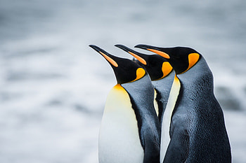 PENGUINS, FLIGHTLESS BIRDS, ANIMALS, AGUATIC HD wallpaper