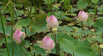 Flowers, Greens, Buds, Pond, Lotuses HD wallpaper