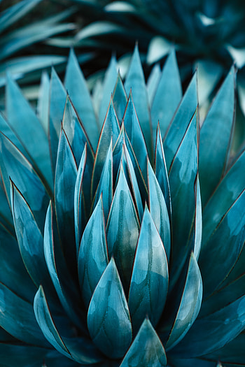 Flowers, Leaves, Flower, Plant, Succulent HD phone wallpaper