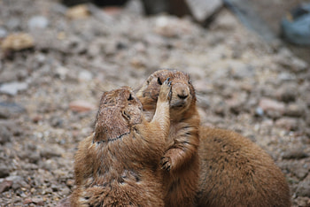 Animals, Couple, Pair, Care, Meerkats HD wallpaper