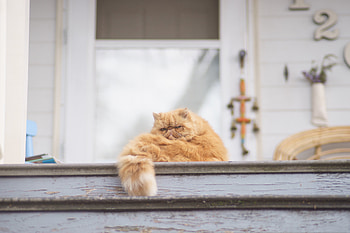 Animals, Cat, Fluffy, Ladder, Stairs HD wallpaper