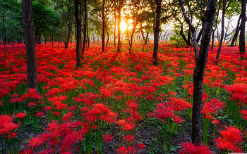 sunset_forest_flowers, glow, pretty, bright, red, trees, nature, flowers, forest, sunset HD wallpaper