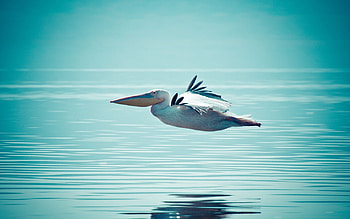 Animals, Water, Swimming, Flight, Pelican HD wallpaper