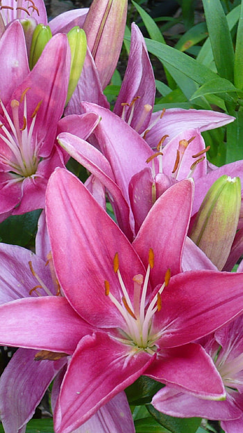 Pink Lily, Beautiful Flower HD phone wallpaper