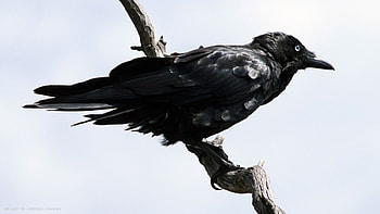 Raven animal , Captivating bird, Wildlife graphy, Dark beauty HD wallpaper