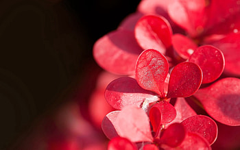 Drops, Flower, Plant, Macro, Petals HD wallpaper