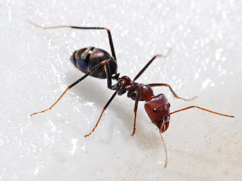 Bullet Ant, animal, bullet, ant, insect HD wallpaper