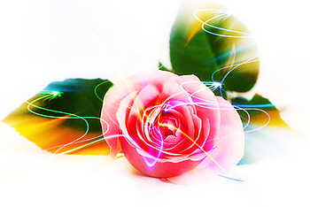 Rose, pink, abstract, 3d HD wallpaper
