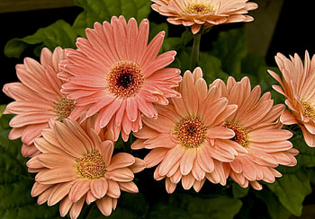 Flowers, Gerberas, Petals, Close-Up, Greens HD wallpaper