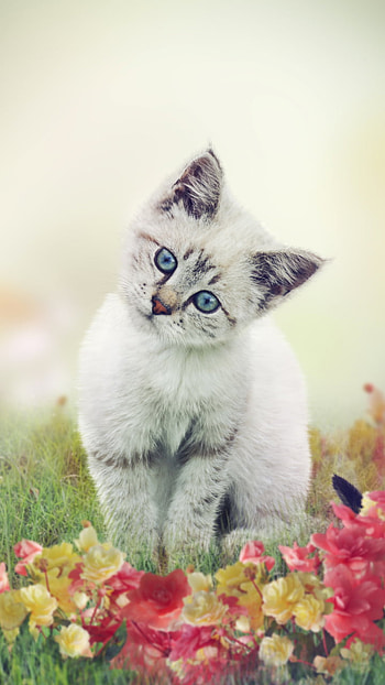 Cute White Kitten, kitten, Animal, cat HD phone wallpaper
