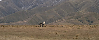 The Power of the Dog, Filming location, Montana, Real location HD wallpaper