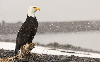 Animals, Stones, Sea, Bird, Sit, Predator, Eagle HD wallpaper