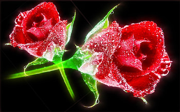 Never Leave You Alone, loving, roses, caring, beauty, abstract, sparkle, flowers, romantic, water, dew HD wallpaper