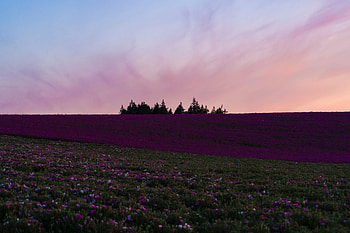 Nature, Flowers, Trees, Bloom, Flowering, Field, Hill HD wallpaper