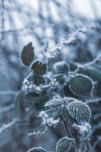 Snow, Macro, Blur, Smooth, Branch, Frost, Hoarfrost HD phone wallpaper