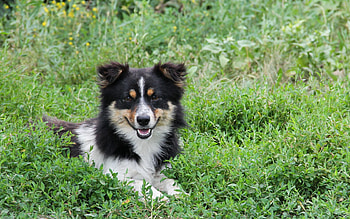 Animals, Fluffy, Dog, Muzzle, Puppy HD wallpaper