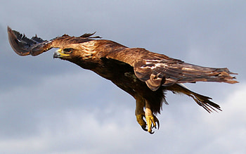 Animals, Sky, Bird, Predator, Flight, Eagle HD wallpaper