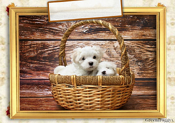 PUPPIES IN A BASKET, CUTE, PUPPIES, , ANIMAL HD wallpaper