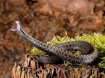Snake, cool, beautiful HD wallpaper